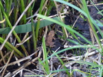 FZ032339 Tiny frog in grass.jpg